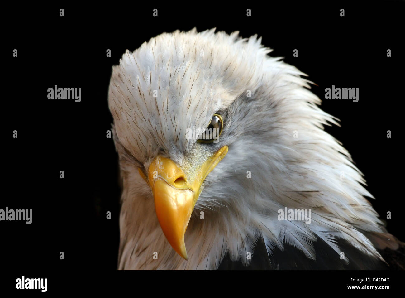 Aquila di mare Foto Stock