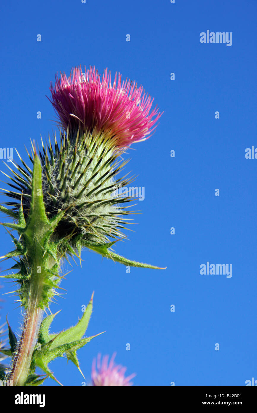 Fiore di cardo contro il cielo blu close up Foto Stock