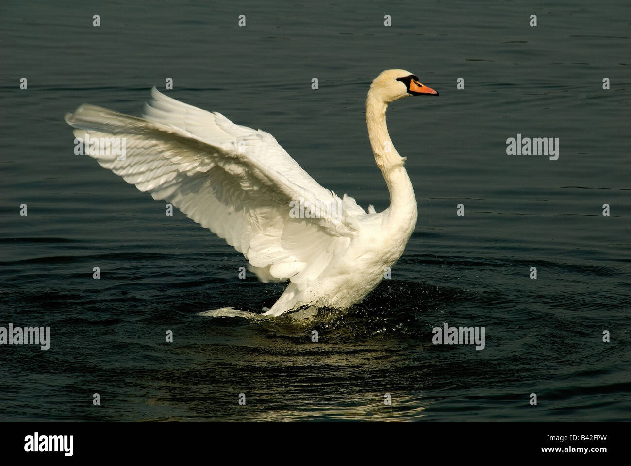 Un bianco Cigno Cygnus olor battere le ali Foto Stock