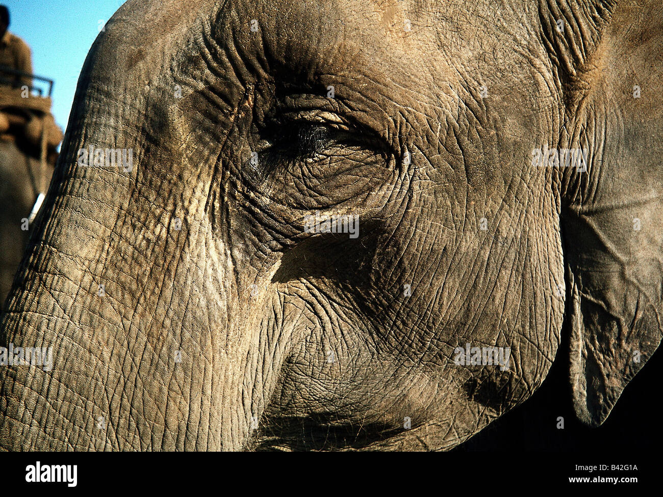 Zoologia / animali, mammifero / di mammifero, Elefanti Elefante asiatico, (Elephas maximus), dettaglio: testa di elefante, Assam, Kaziranga Foto Stock