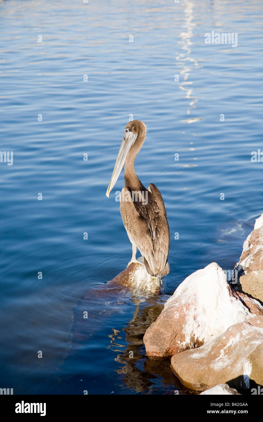 Brown Pelican Pelecanus occidentalis Loreto Mare di Cortez Baja California Oriente Pacifico Messico Foto Stock