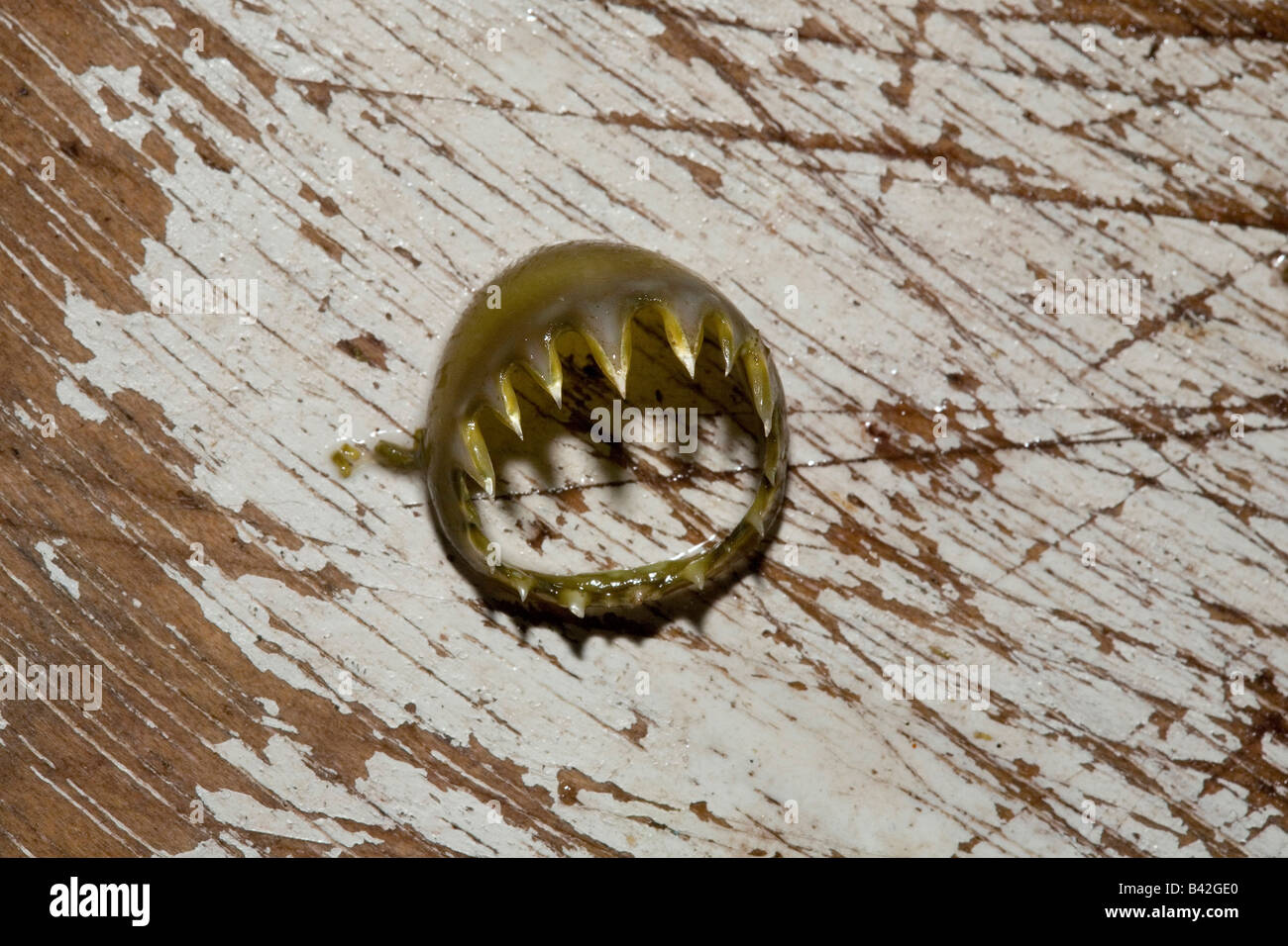 Ventose dentate inanellato con denti affilati sui tentacoli di Calamari Jumbo calamaro di Humboldt Dosidicus Gigas Foto Stock