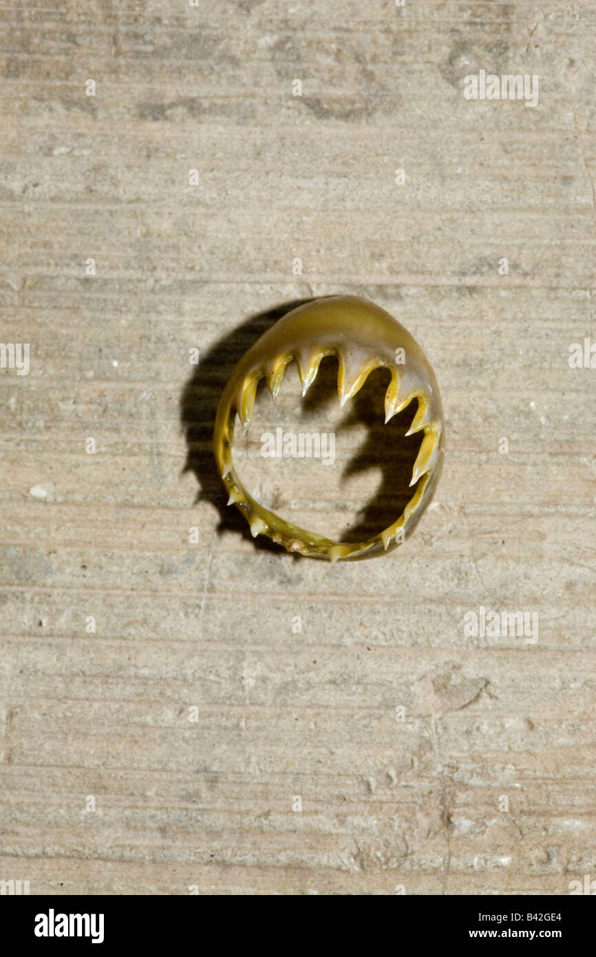 Ventose dentate inanellato con denti affilati sui tentacoli di Calamari Jumbo calamaro di Humboldt Dosidicus Gigas Foto Stock