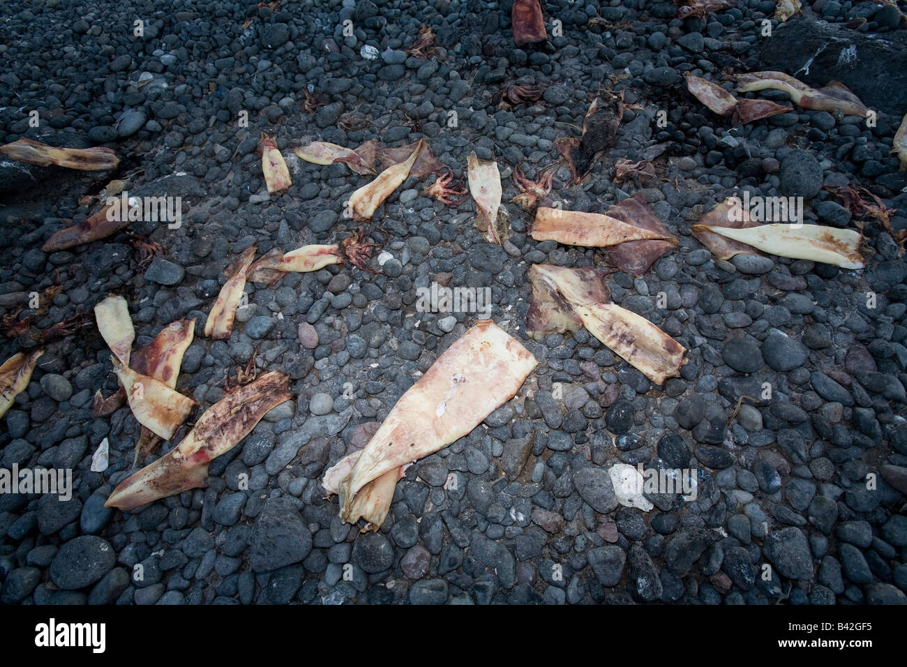 A FILAMENTO morto Jumbo calamaro di Humboldt sulla spiaggia Dosidicus Gigas Santa Rosalia Mar di Cortez Baja California Oriente Pacifico Messico Foto Stock