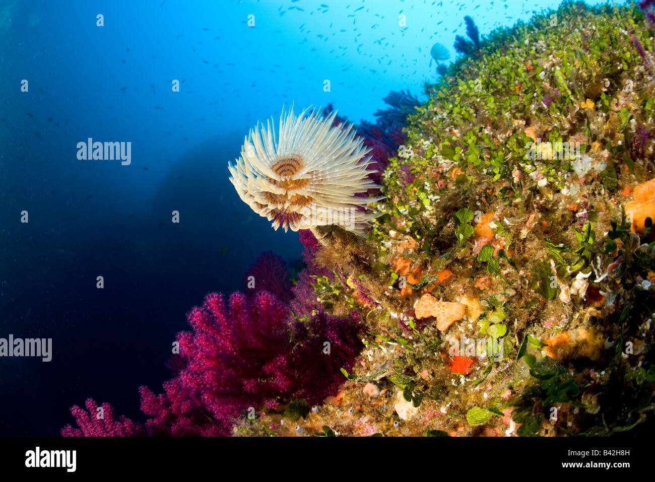 Coral Reef con Worm Spirograph Sabella spallanzani Marettimo Isole Egadi Sicilia Mare Mediterraneo Italia Foto Stock
