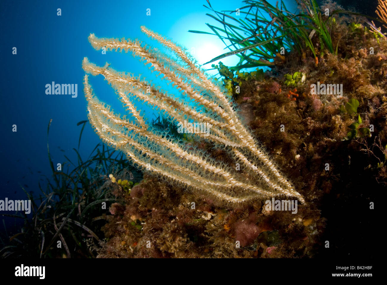 Giallo Gorgonia Eunicella cavolini Marettimo Isole Egadi Sicilia Mare Mediterraneo Italia Foto Stock