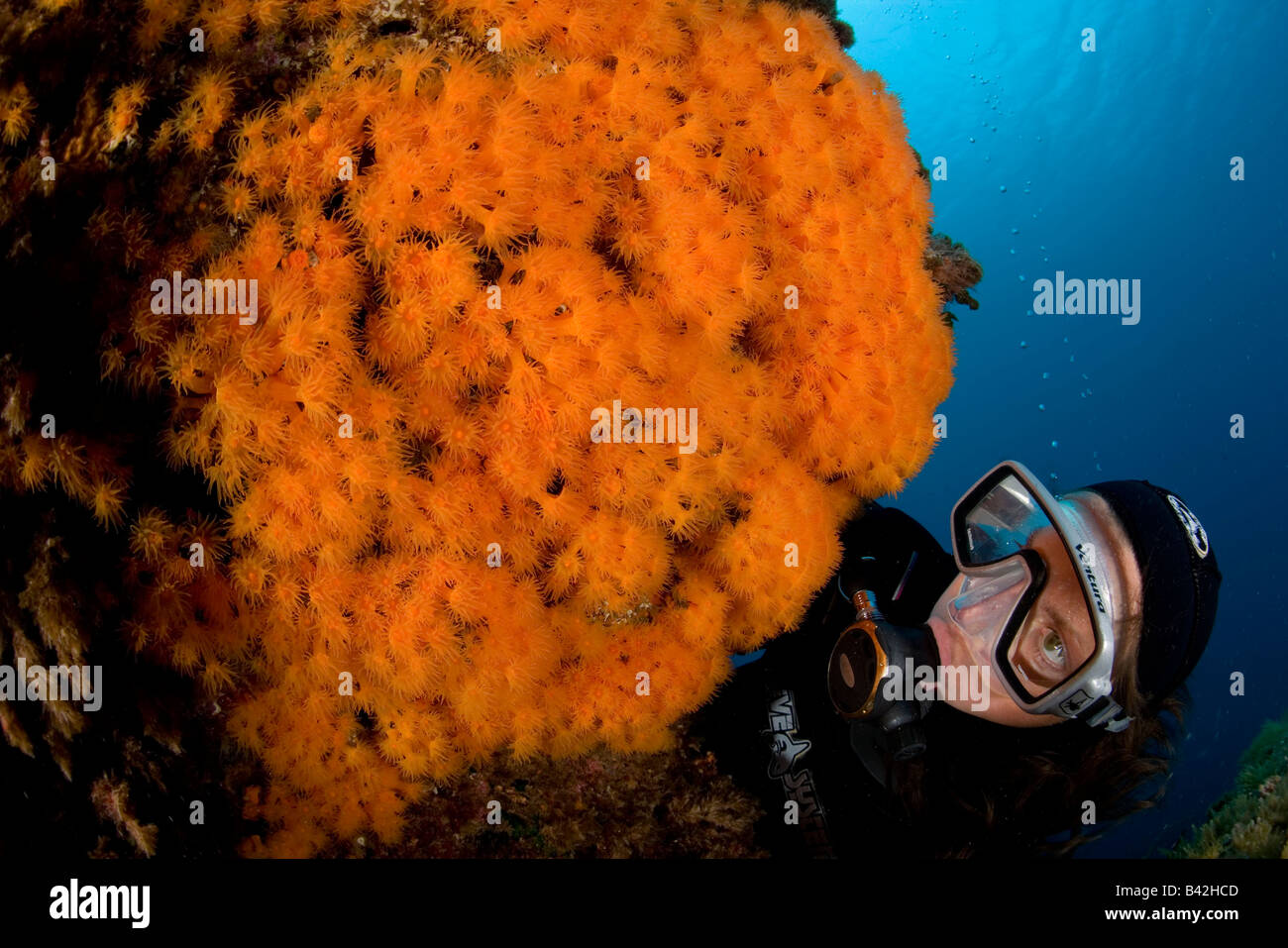 Subacqueo e Rock coperta con acqua calda il corallo Astroides calycularis Marettimo Isole Egadi Sicilia Mare Mediterraneo Italia Foto Stock