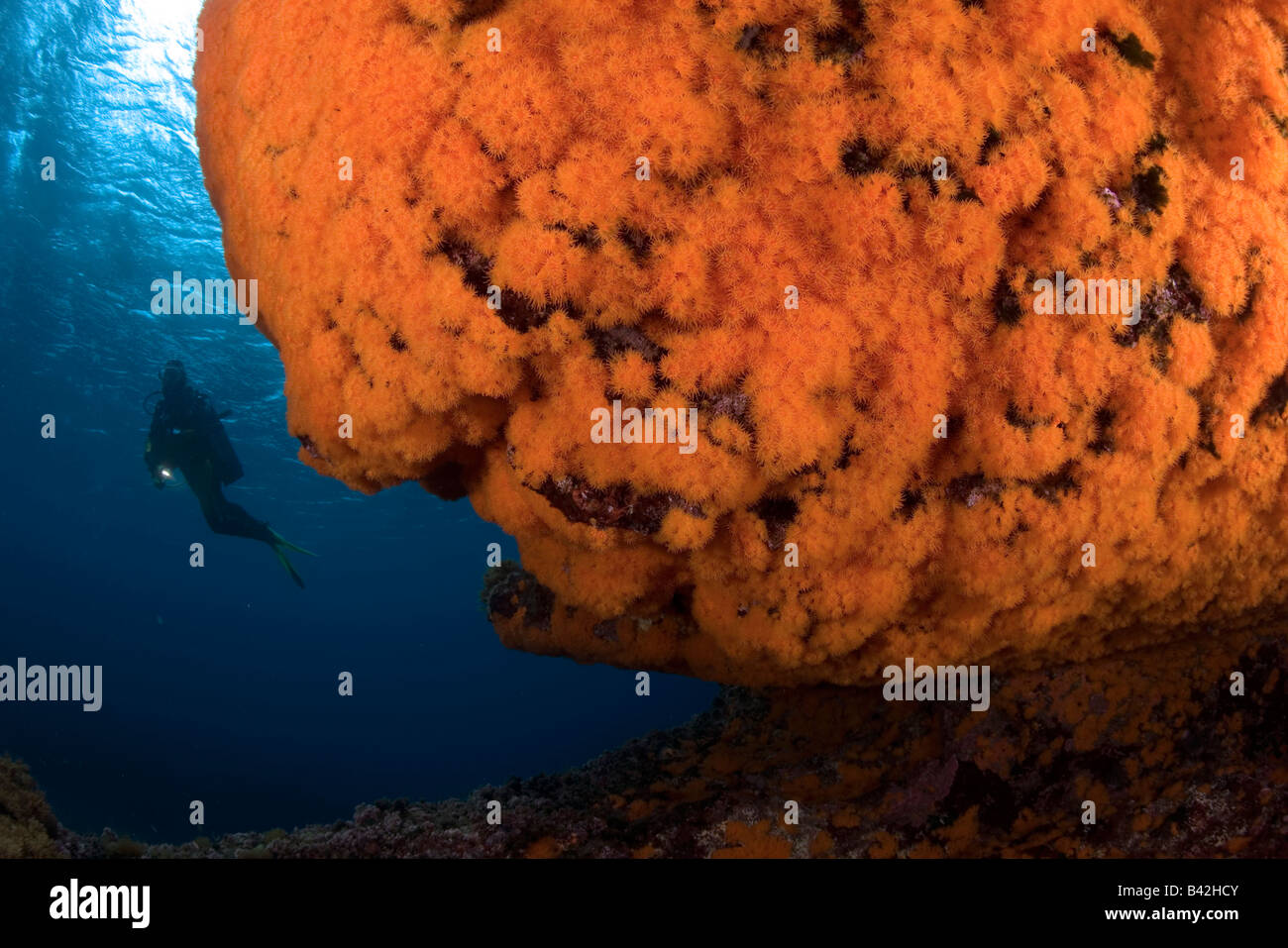 Scuba Diver e Rock coperta con acqua calda il corallo Astroides Marettimo Isole Egadi Sicilia Mare Mediterraneo Italia Foto Stock