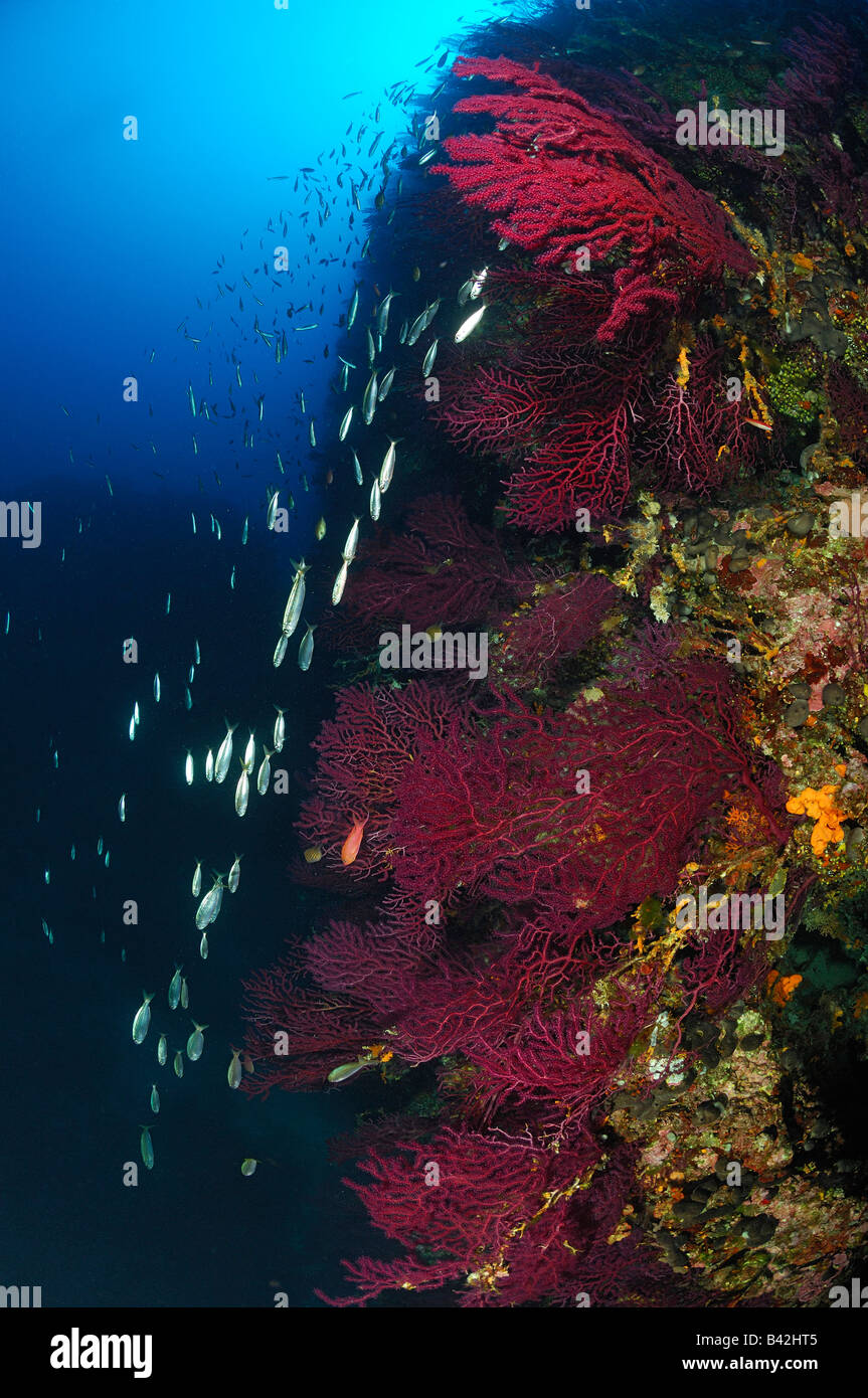 Alacce al Coral Reef Sardina Vodnjak Isola Hvar adriatico Croazia Foto Stock