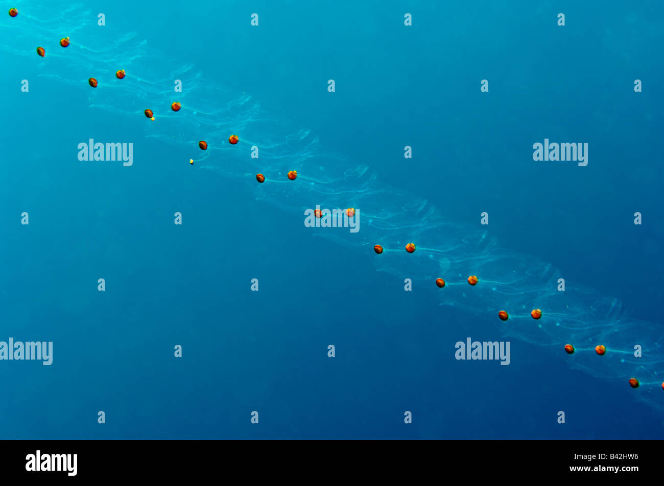 Colonia di Salp Thaliacea Ile de Porquerolles Hyeres Cote d Azur Francia Foto Stock