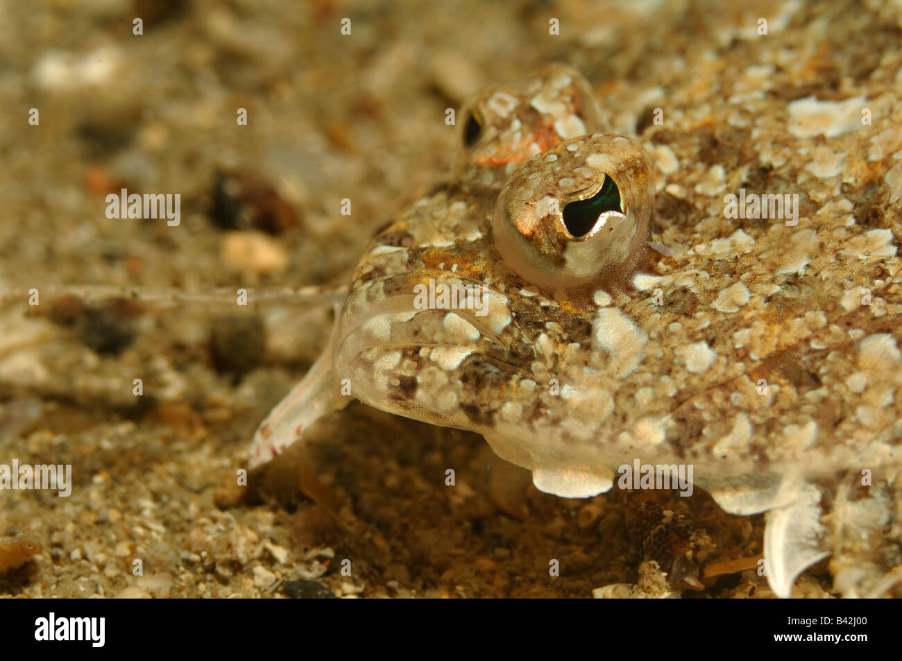 Passere artiche Platichthys flesus Pirano Mare Adriatico Slovenia Foto Stock
