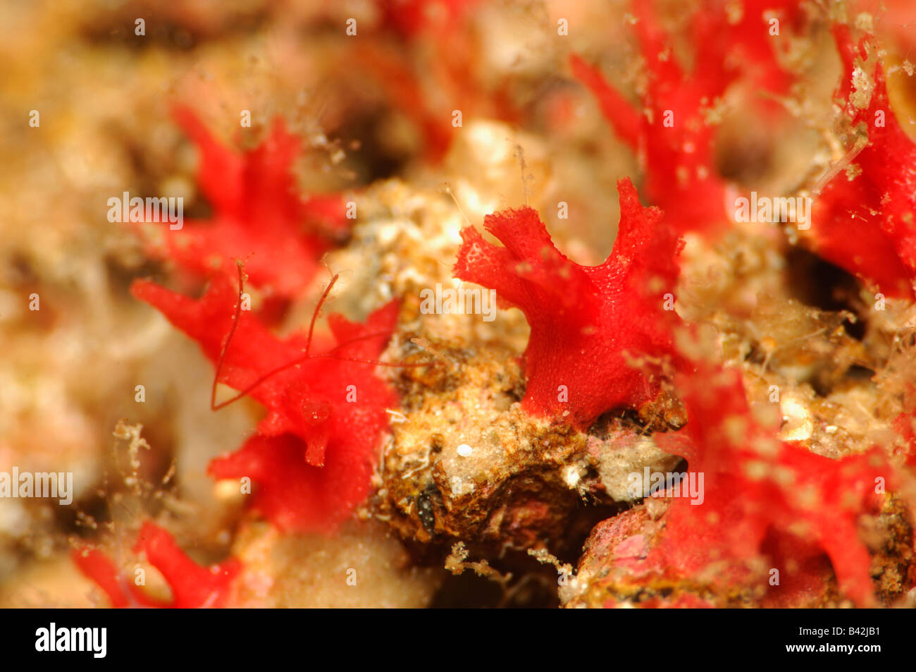 Foro Forams portatori Miniacina miniacea Susac isola mare adriatico Croazia Foto Stock