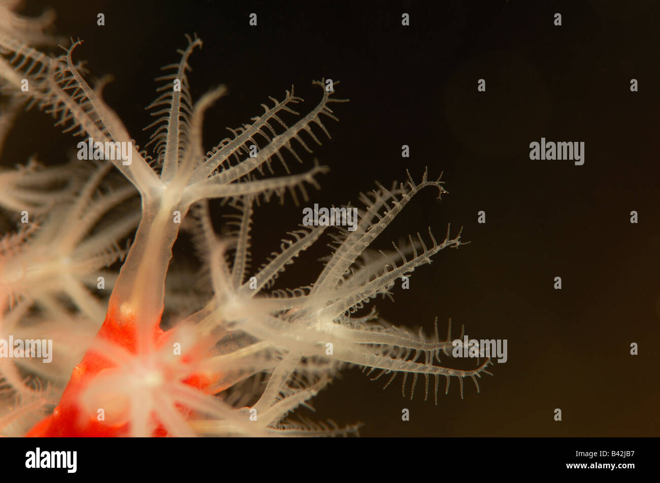 Polipi di corallo rosso Corallium rubrum Susac isola mare adriatico Croazia Foto Stock