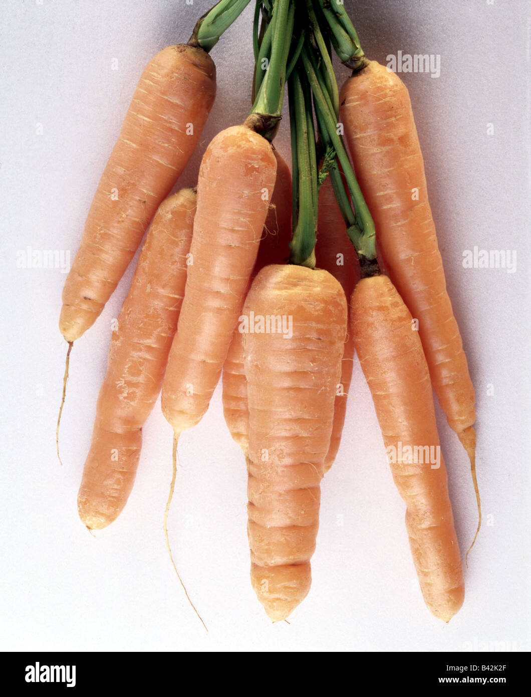 La botanica, la carota (Daucus carota), taproots, studio shot, radice, radici vegetali, carotts, Umbelliferae, Apiaceae, Rosidae, Apiale Foto Stock