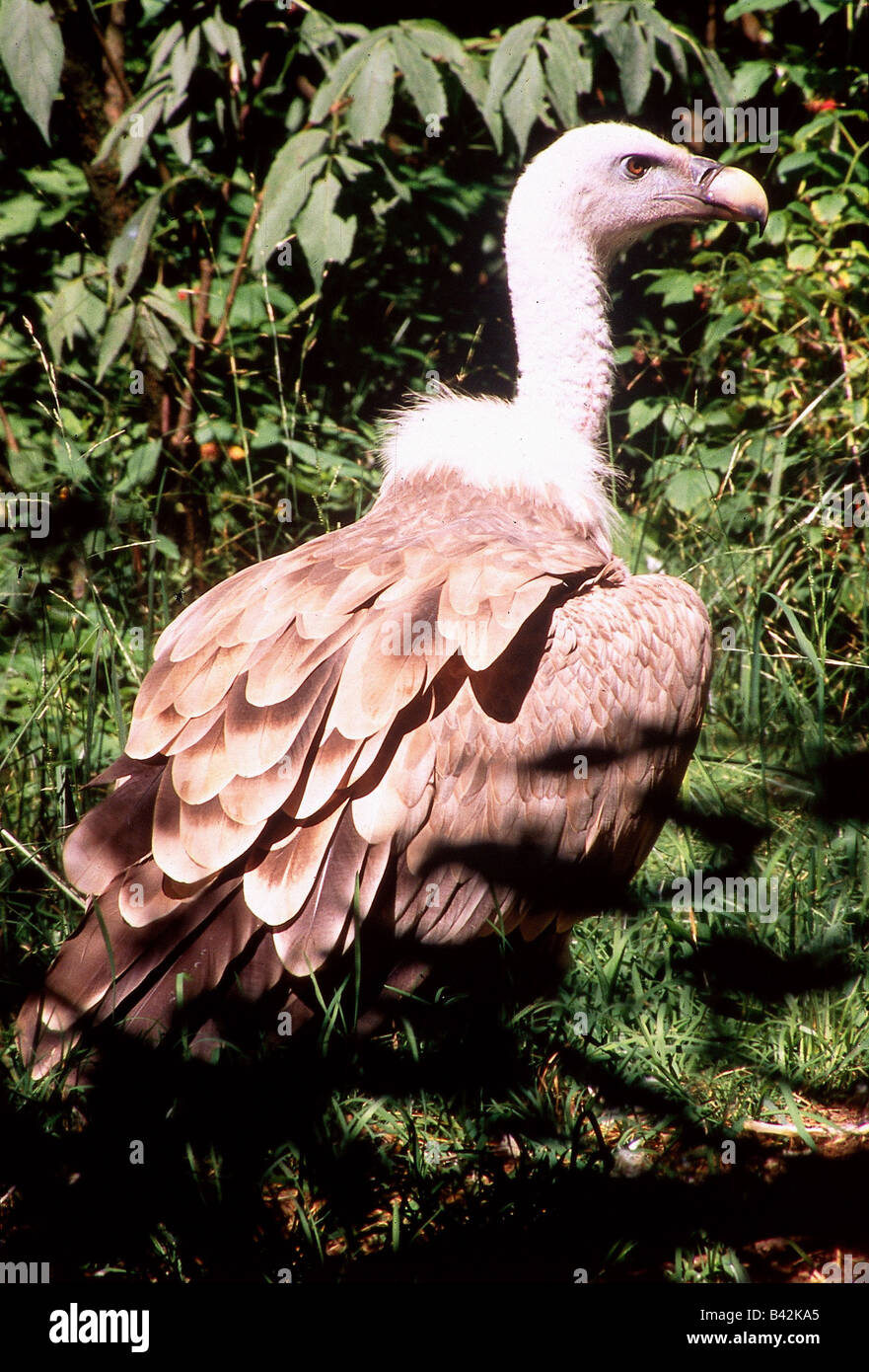 Zoologia / animali, uccelli / uccelli, avvoltoio grifone (Gyps fulvus), close-up, distribuzione: Sud Europa, Nord Africa, Nort Foto Stock