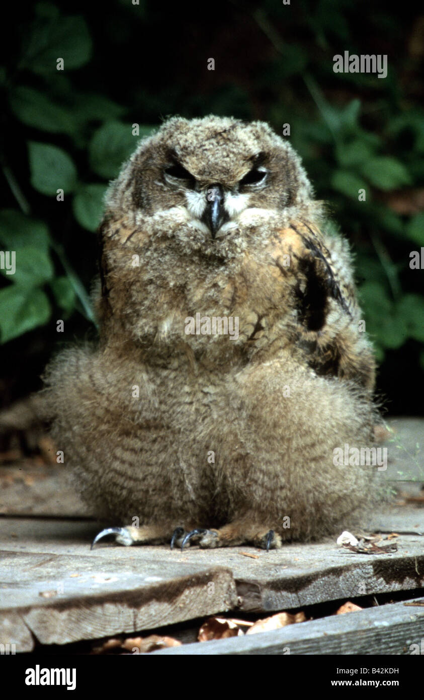 Zoologia / animali, uccelli / bird, Eurasian Eagle-Owl, (Bubo bubo), cub in piedi sul suolo in legno, distribuzione: Europa, Nord Af Foto Stock