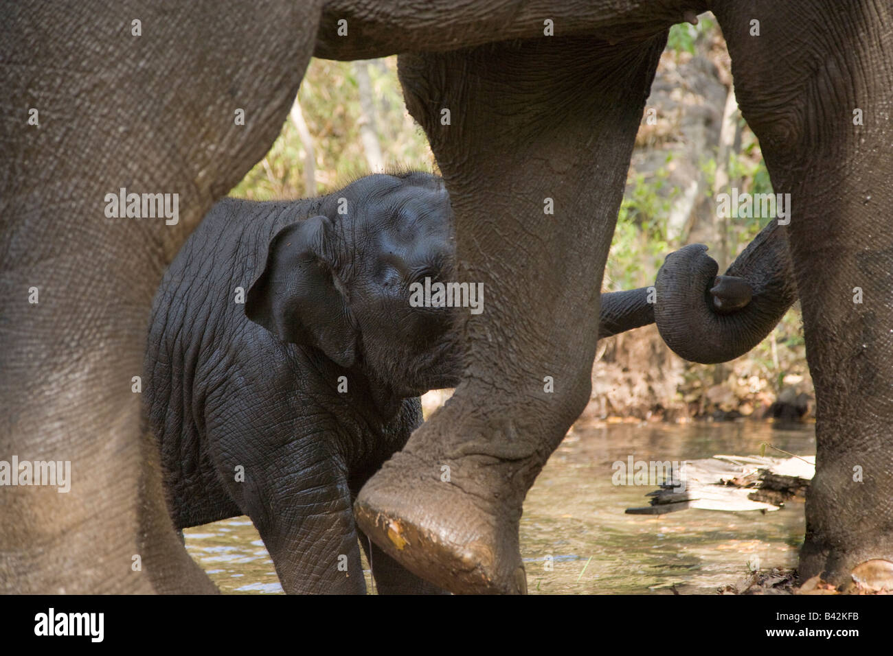 La madre e il bambino elefante indiano giocare insieme, linee avvolto, dopo essere stato bagnato da loro Mahout nel Parco di Kanha India, senza catene Foto Stock