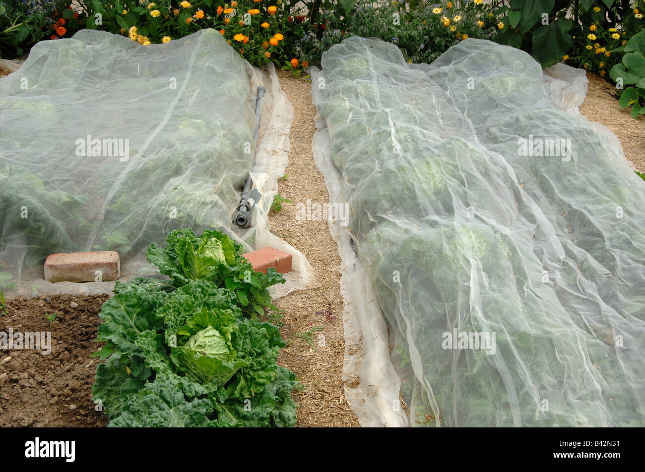 Cavolo letto coperto con garza per proteggere i vegetali contro Serra Mosca Bianca (Trialeurodes vaporariorum) Foto Stock