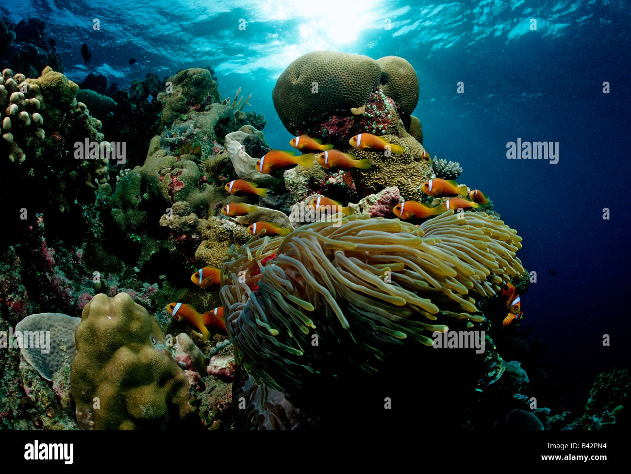 Famiglia di Maldive Anemonefishes nella magnifica anemone marittimo Amphiprion nigripes Heteractis magnifica Oceano Indiano Maldive Foto Stock
