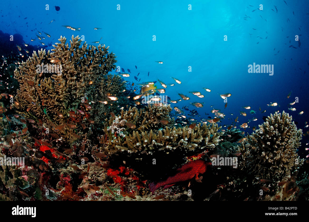 Pesci corallo a Coral Reef Pempheris Oceano Indiano Maldive Foto Stock