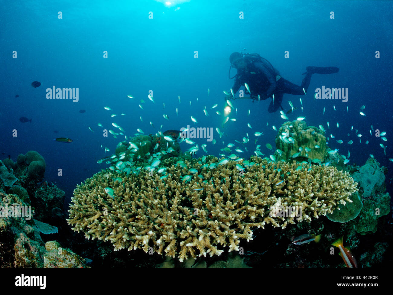 Subacqueo e la tabella corallo con pesci corallo Chromis viridis Oceano Indiano Maldive Foto Stock