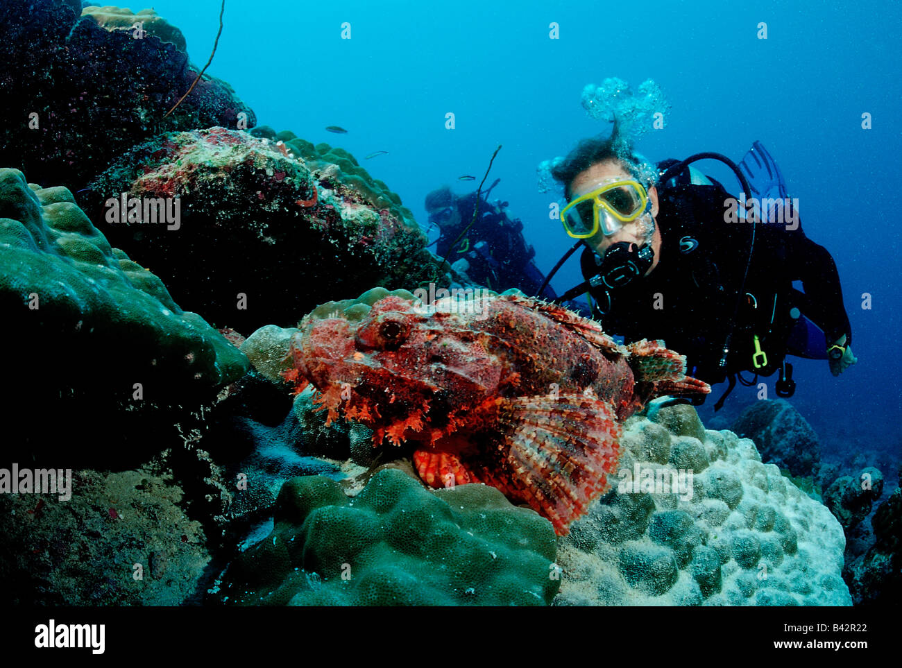Subacqueo e Scorpianfish Scorpaenopsis oxycephala Oceano Indiano Maldive Foto Stock