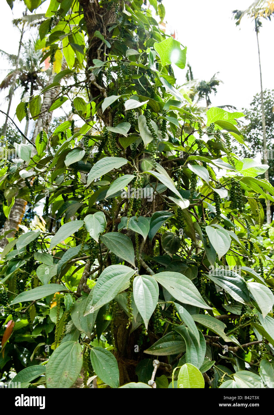 Lussureggiante pepe verde scalatore pianta con grappoli di peperone verde frutti crescente con il supporto di un albero di cannella nel giardino delle spezie. Foto Stock