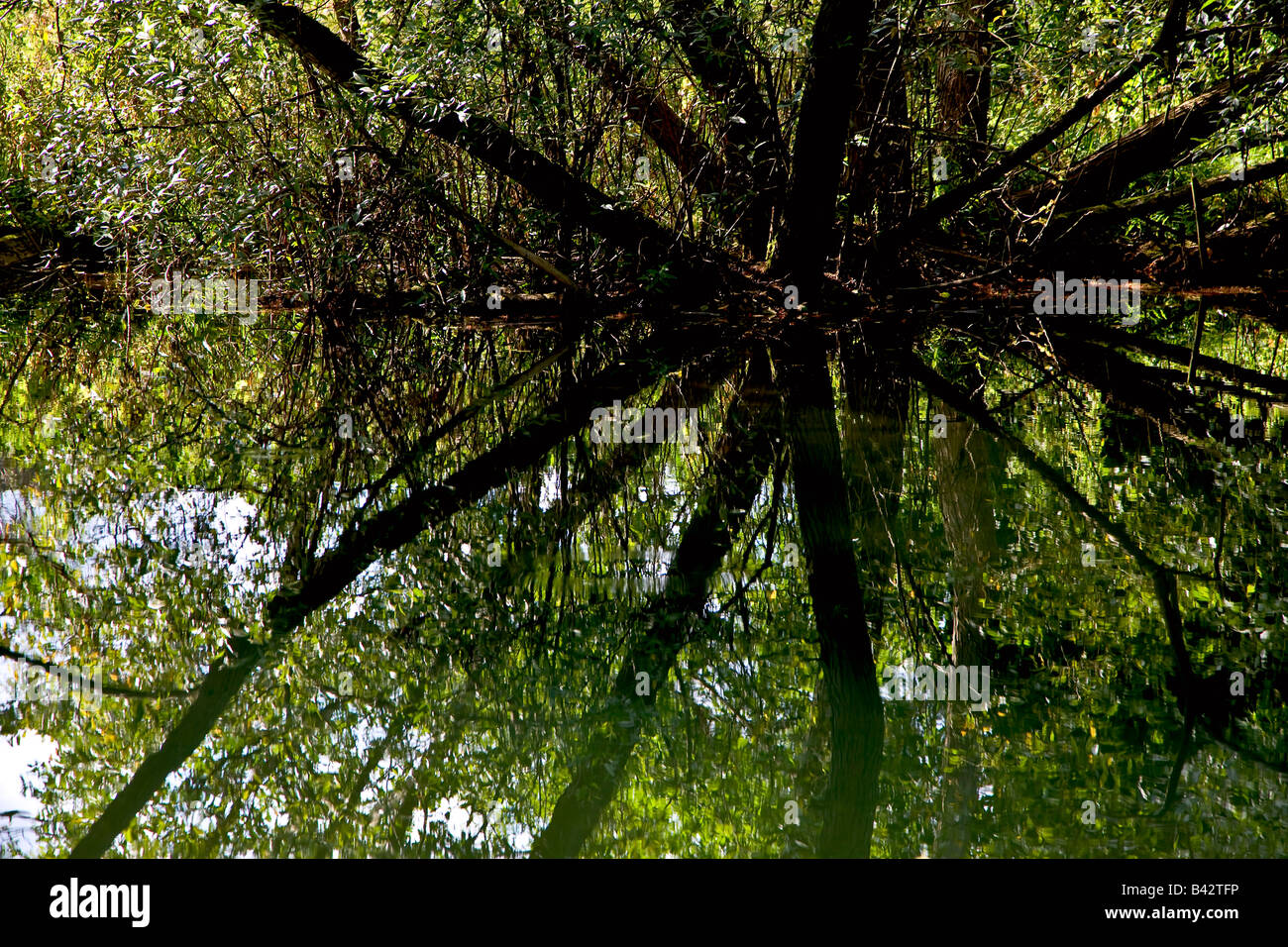 Più tronchi di alberi che riflette nell'acqua Foto Stock
