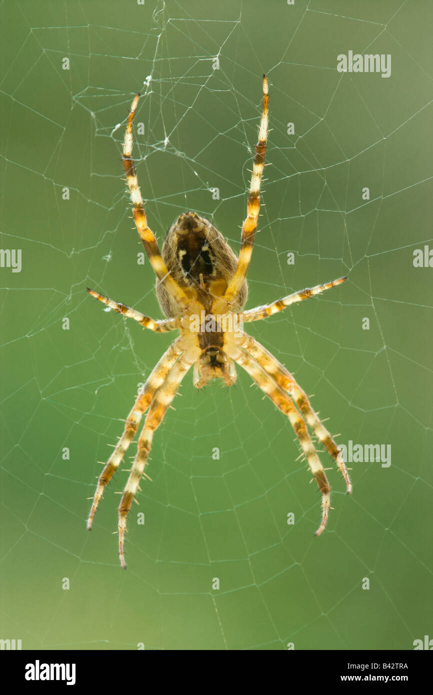 Giardino spider (diadema spider), Araneus diadematus, parte inferiore. Surrey, Regno Unito Foto Stock