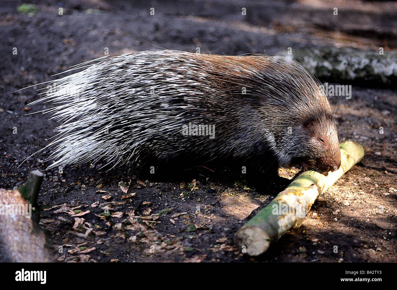 Zoologia / animali, mammifero / di mammifero, nord africana di Istrice, (Hystrix cristata), a rosicchiare stick, distribuzione: né Foto Stock