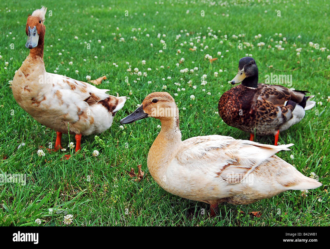 Tre Piccole anatre. Foto Stock