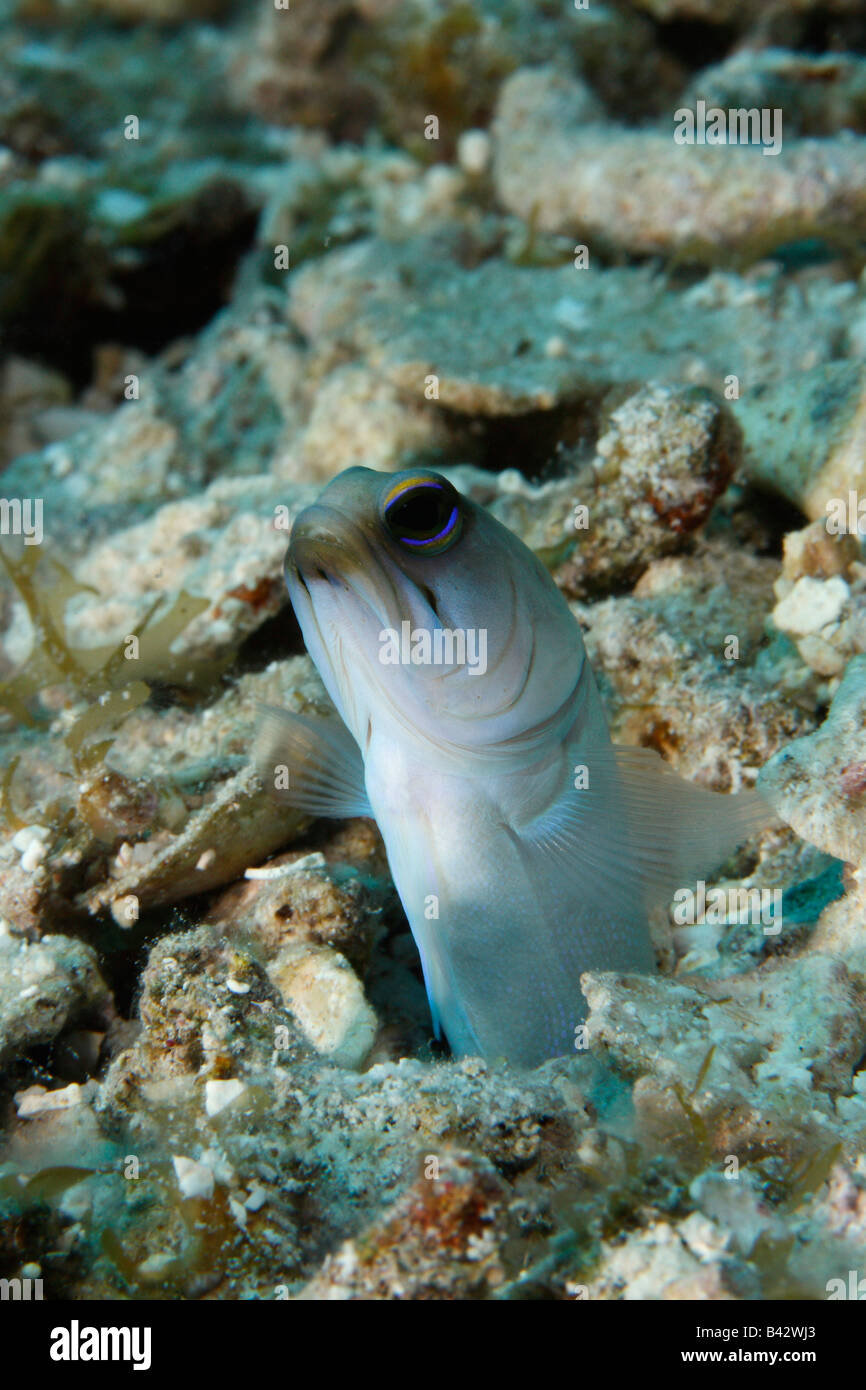 Un giallo-testa emergente Jawfish fuori della sua tana su un oceano di sabbia fondo. Foto Stock