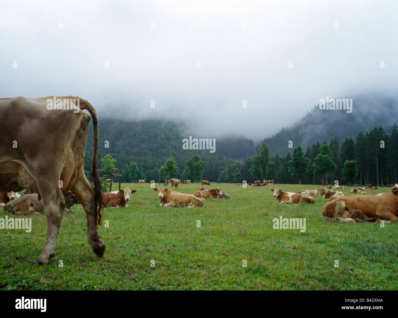 Vacche su un prato nelle nebbie della montagne Karwendel Germania Baviera Foto Stock