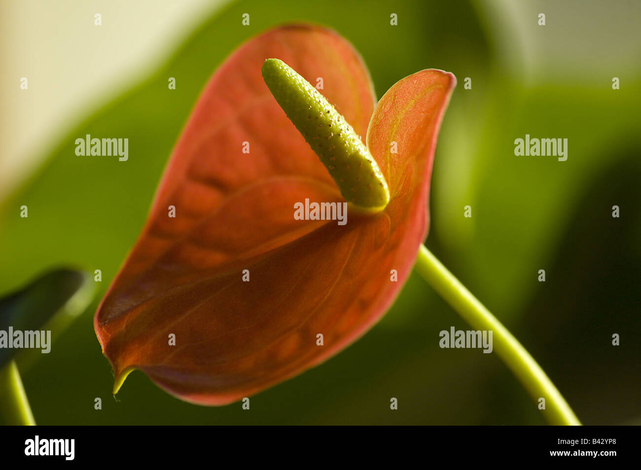 Bel fiore Foto Stock