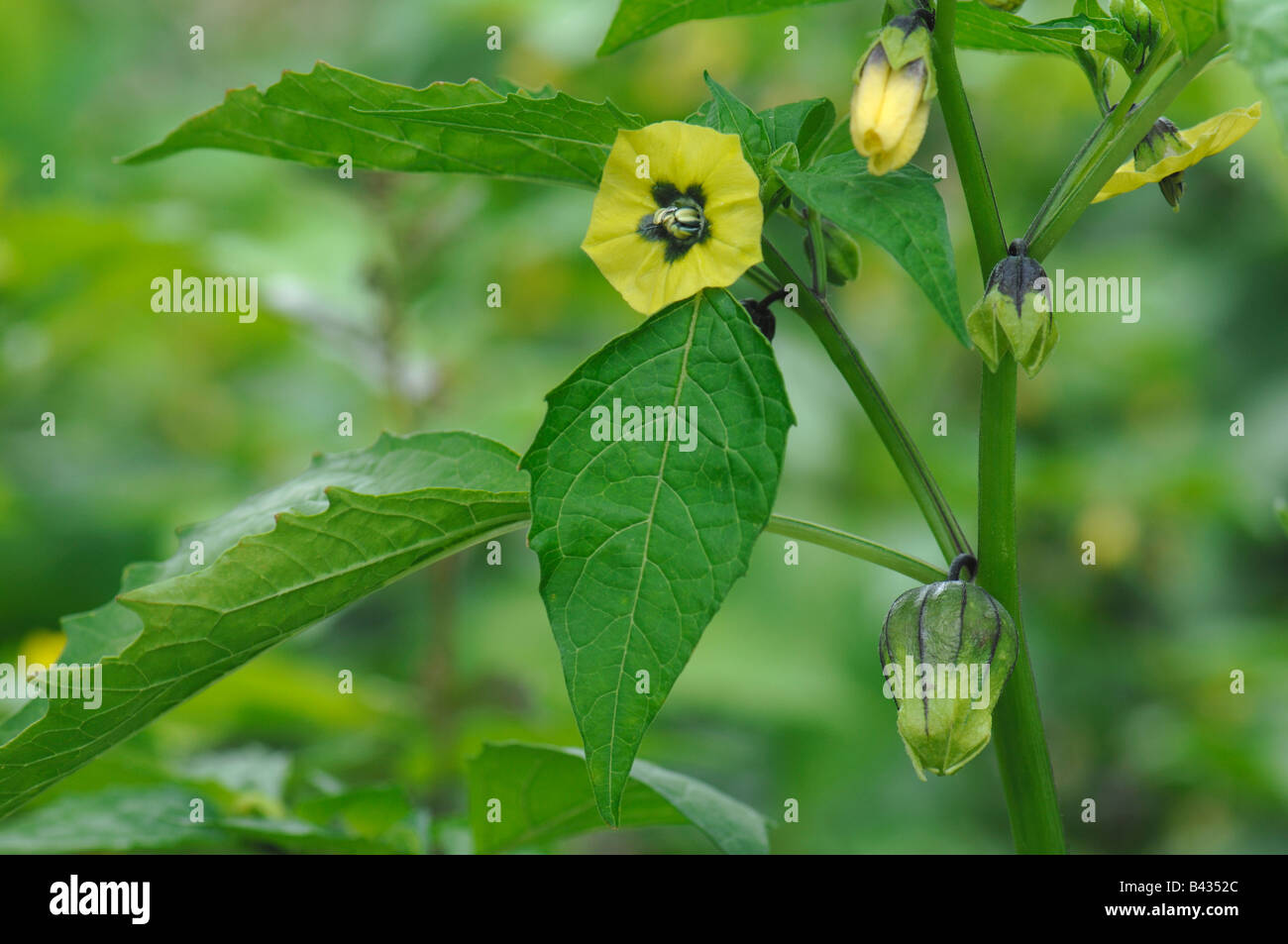 Tomatillo, lolla di pomodoro (Physalis ixocarpa, Physalis philadelphica), fioritura Foto Stock