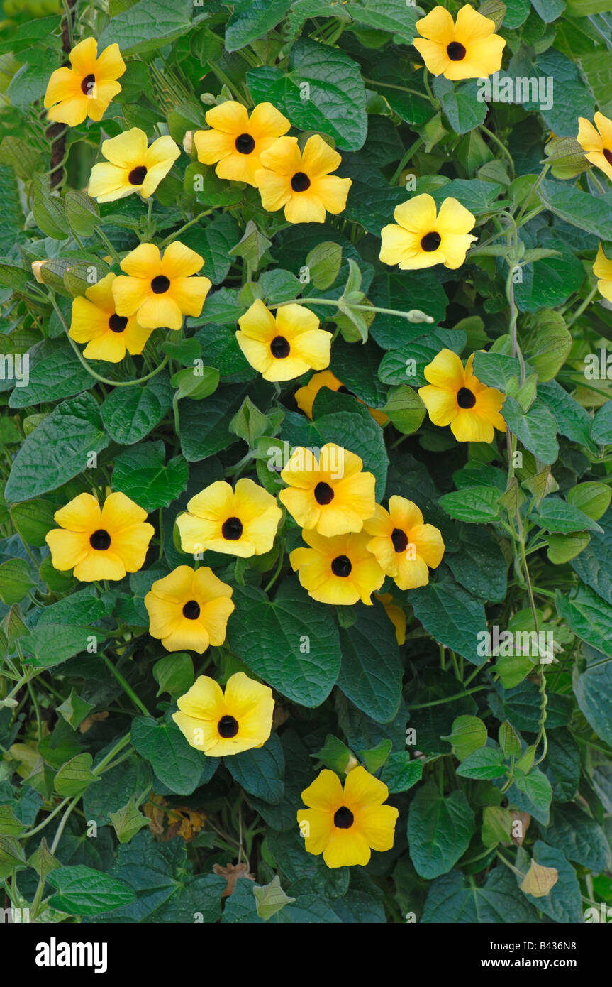 Black Eyed Susan, Arancione vitigno Clock (Thunbergia gregorii), fioritura Foto Stock