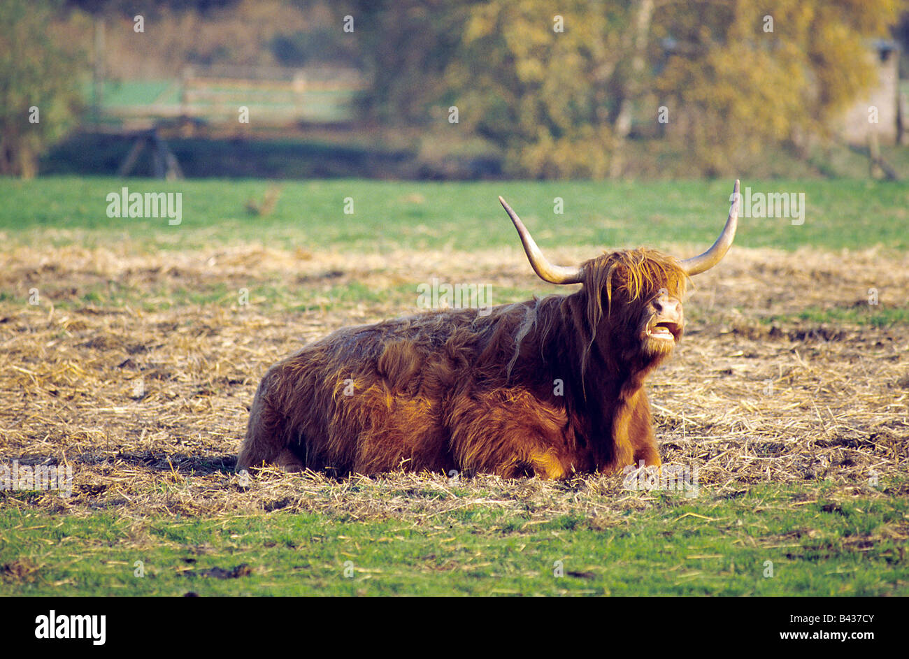 Zoologia / animali, mammifero / di mammifero, bestiame (Bos), gli animali domestici della specie bovina (Bos primigenius forma taurus), Highland bovini, giacente su Foto Stock