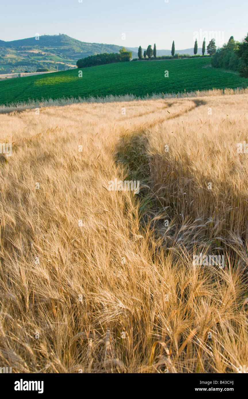 Campo di grano in Umbria, Italia, Europa Foto Stock