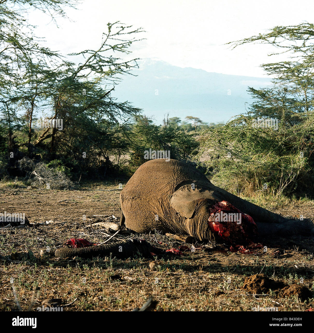 Zoologia / animali, mammifero / di mammifero, Elephantidae, Bush africano Elefante africano (Loxodonta africana), morto elefante, Amboseli Riserva, distribuzione: Africa, Additional-Rights-Clearance-Info-Not-Available Foto Stock