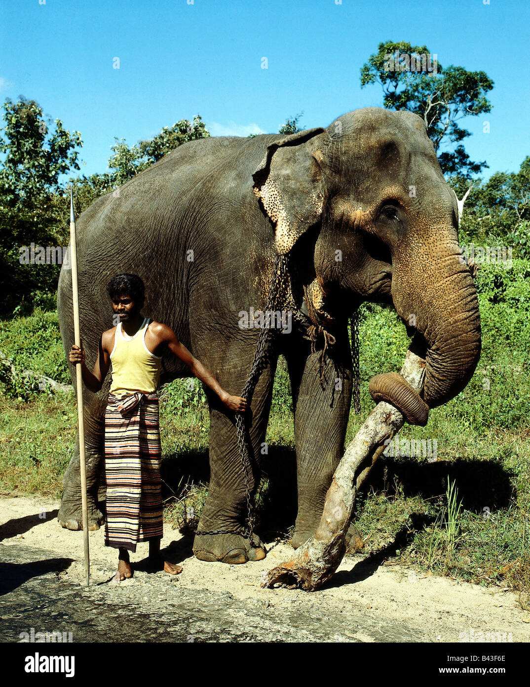 Zoologia / animali, mammifero / di mammifero, Elefanti Elefante asiatico, (Elephas maximus), lavorando in elefante in Ceylon, portando tronco di albero, distribuzione: Sri Lanka, Birmania, Tailandia, Malesia, Sumatra, India, Additional-Rights-Clearance-Info-Not-Available Foto Stock