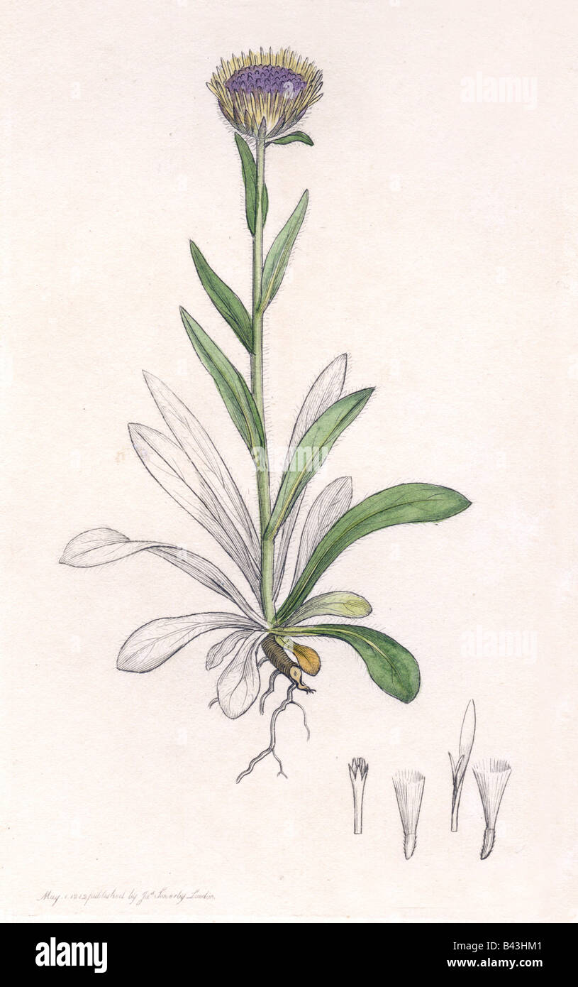 Botanica, Fleabane (Erigon), specie 'Alpine Fleabane' (Erigon uniflorus), incisione, 1812, di James Sowerby, 'English Botany', 1790 - 1840, Londra, , Foto Stock