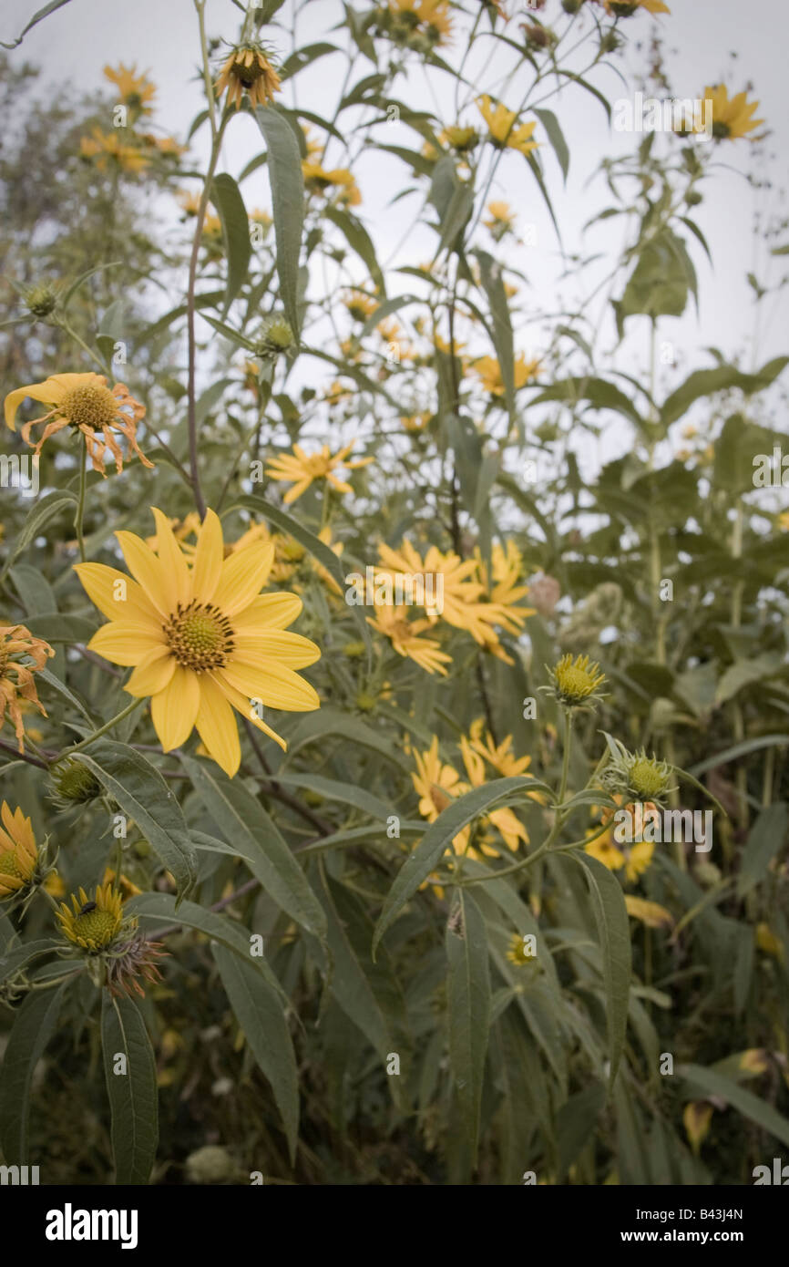 Giallo Girasole a dente di sega crescente nella prateria naturale al Danada sentiero regionale DuPage County Forest Preserve Wheaton IL Foto Stock