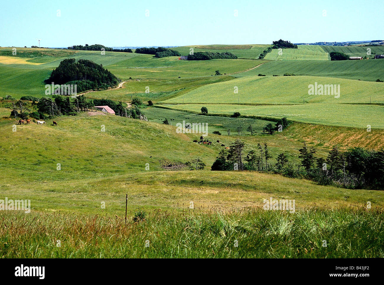 Geografia / viaggio, Danimarca, Mors Island, paesaggi, colline, natura, paesaggio, cavalli, animali, , Foto Stock