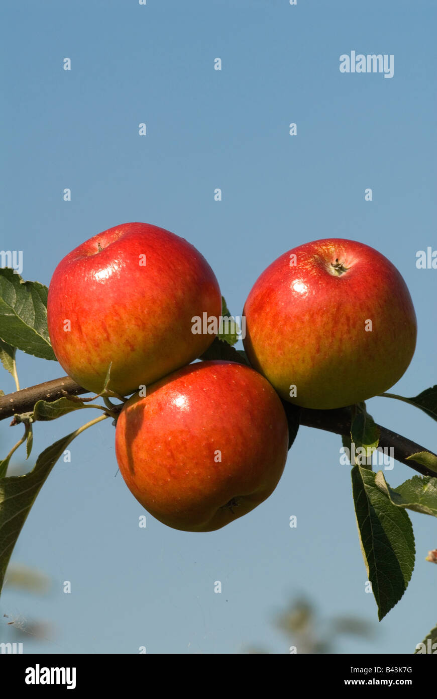 Mele inglesi mele Meridian Lathcoat Apple Farm Galleywood Essex anni '2008 2000 UK HOMER SYKES Foto Stock