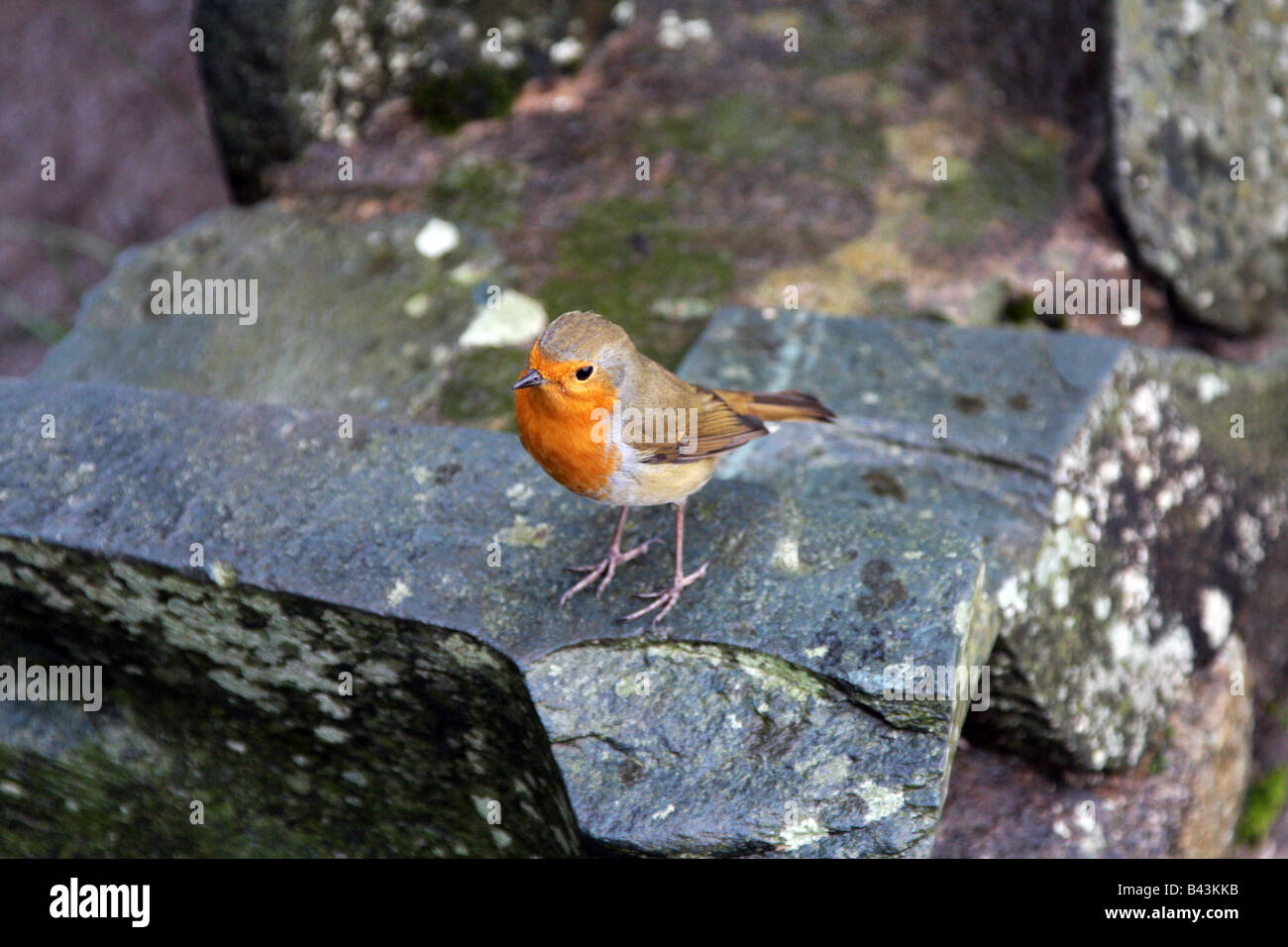 Robin Foto Stock