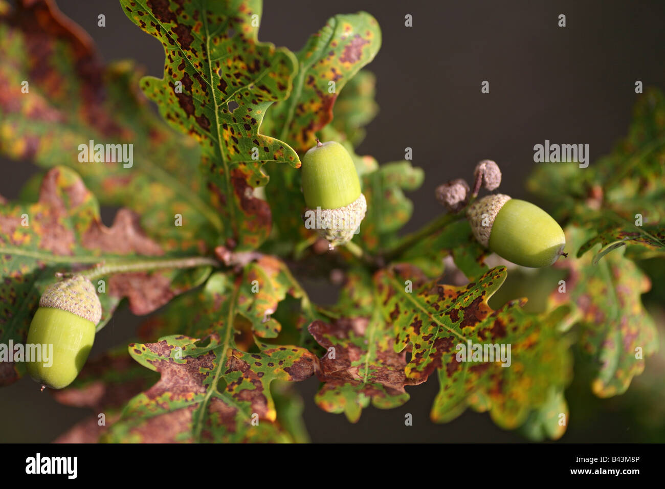 Ghiande e foglie di un comune albero di quercia Foto Stock