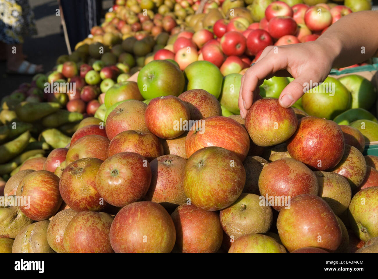 Mercato degli agricoltori del sud est di Londra di Coxs organico mele Blackheath UK HOMER SYKES Foto Stock