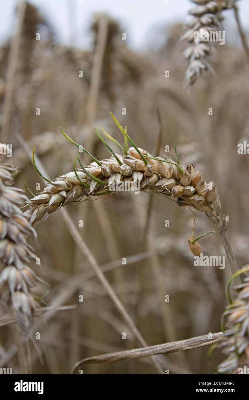 Chicchi germinati in spighe di grano nel campo, vendemmia tardiva. Foto Stock