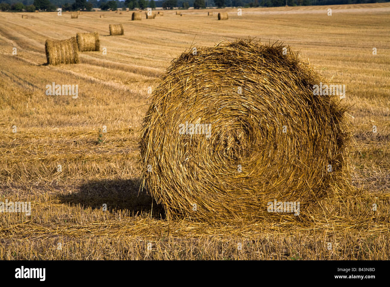 Hay bale immagini e fotografie stock ad alta risoluzione - Alamy