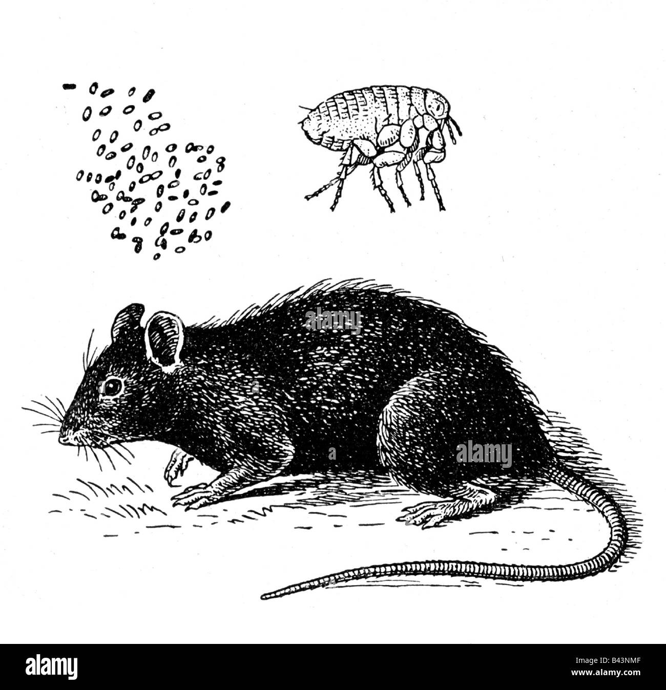 Rat drawing Foto e Immagini Stock in Bianco e Nero - Alamy